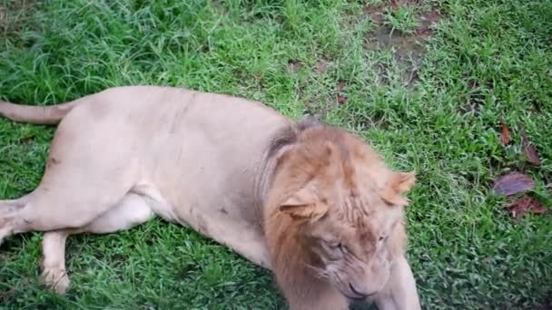 Grande Leão Macho Sentado Grama Então Bocejou — Vídeo de Stock