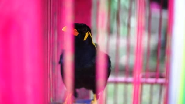 一个普通的山Myna 格拉库拉宗教 栖息在笼子里 背景模糊不清 一只黑鸟 — 图库视频影像