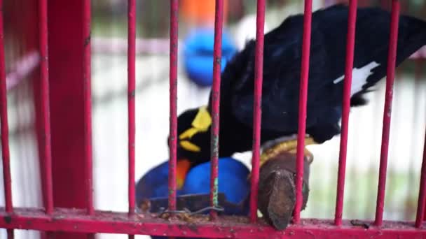 一个普通的山区Myna 格拉库拉宗教 栖息在笼中 在笼中进食 背景模糊不清 一只黑鸟 — 图库视频影像