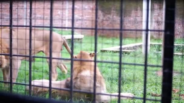一对狮子在动物园的笼子里玩耍 — 图库视频影像