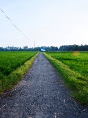 Beautiful landscape growing Paddy rice field two side with long road and mountain, blue sky background view and shady trees