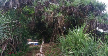 Dense, green and beautiful pandanus beach on the edge of the iron bridge on the beach 