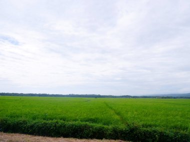 View of rice fields with green rice with dew and mountains on a sunny afternoon in indoensia