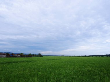 View of rice fields with green rice with dew and mountains on a sunny afternoon in indoensia