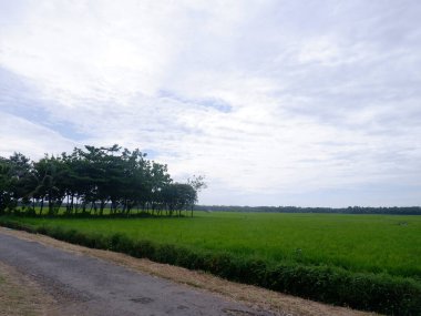 Beautiful landscape growing Paddy rice field two side with long road and mountain, blue sky background view and shady trees