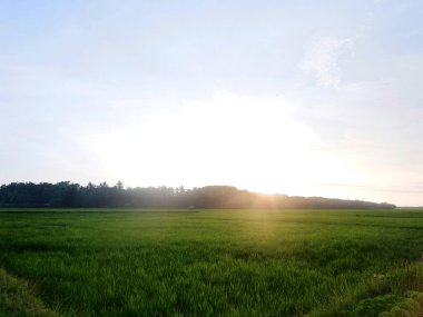 Rice field and sky background at sunset time with sun rays. Panorama of rice fields in the evening