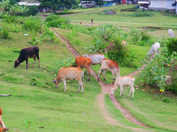 A group of cows eating on the green pasture , Green scenery, Green fields,grazing cows