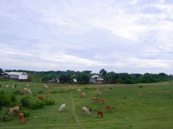 A group of cows eating on the green pasture , Green scenery, Green fields,grazing cows
