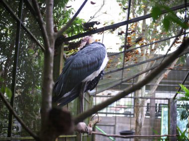 Kafesteki büyük bir turna kuşu. arkaplan bulanıklığı