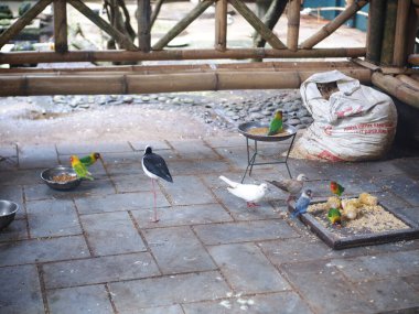 Kuşların çeşitli türleri vardır. Kuşlar kuşların arasında dolaşırlar. 