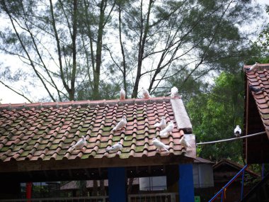 A Group of Pigeons perched on the roof tiles of a house