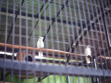 Bir Cookato (Cacatuidae) kafesteki ahşap bir dala tünemişti.