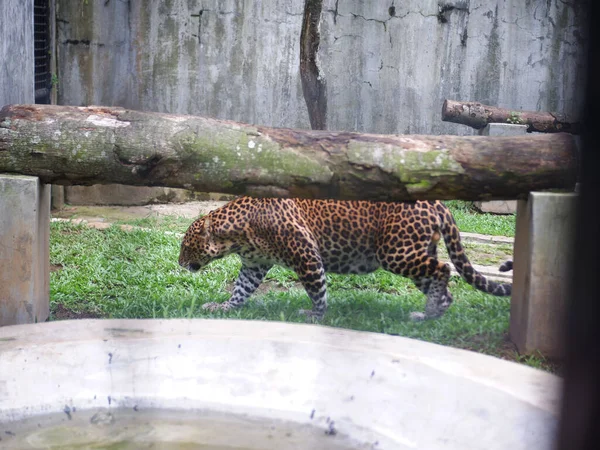 A  Leopard walking inside a cage in a zoo. Animals in a zoo.