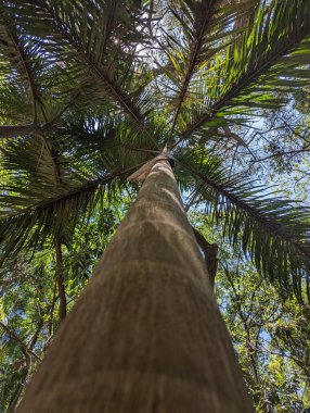 Cuernavaca 'daki Chapultepec Park' ta avuç içi