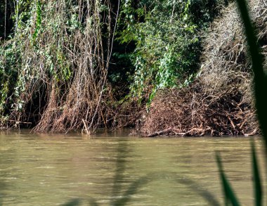 Ortada ağaçlar olan bir nehir.
