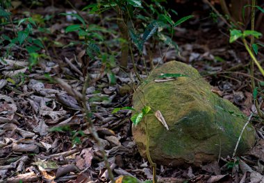 Büyük yeşil yılan yerde.
