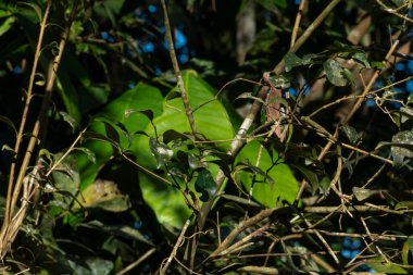 Yeşil yaprakların ve dalların manzarasını kapat