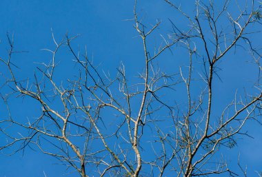 Mavi gökyüzü olan ağaç dalları