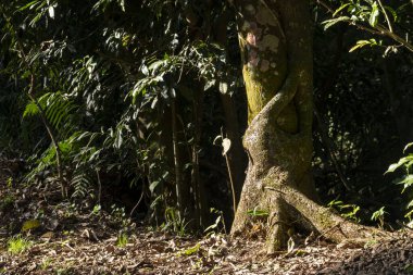 Güzel yeşil orman sabah