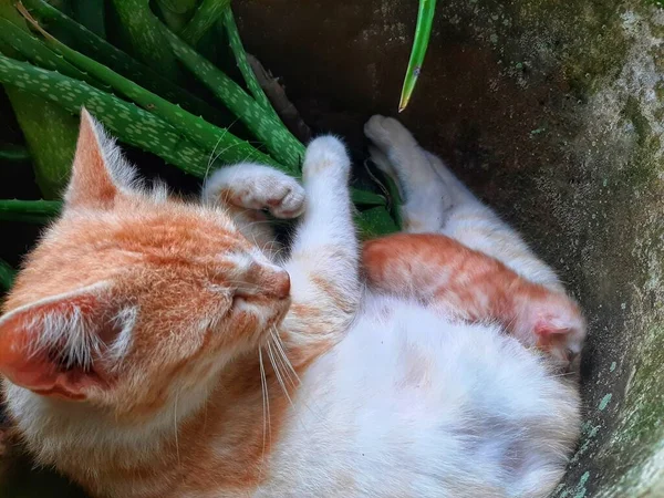 Doğada Yaşayan Kızıl Bir Evcil Kedinin Yakın Plan Çekimi — Stok fotoğraf