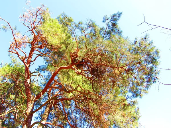 stock image     Beautiful green tree against the blue sky