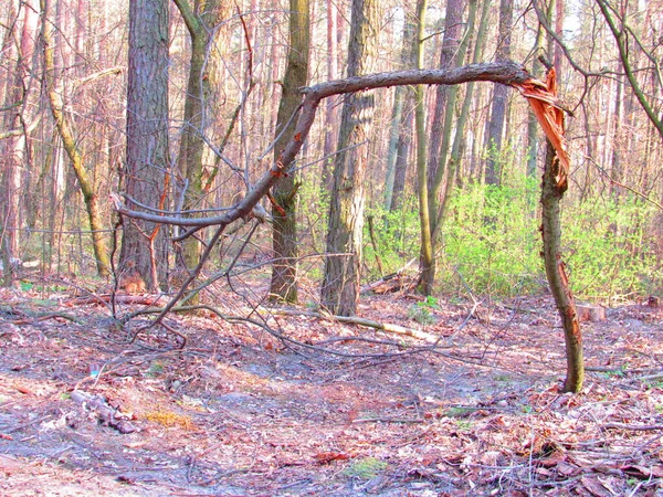 꼬불꼬불 나뭇가지 — 스톡 사진