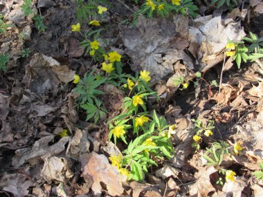 Harika bir ormanda sonbahar yürüyüşü