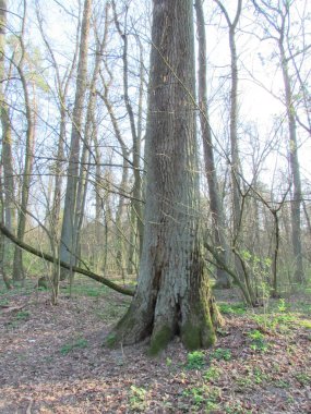 Harika bir ormanda sonbahar yürüyüşü