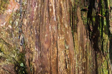 ağaç kabuğu dokusu, ahşap desenli arkaplan