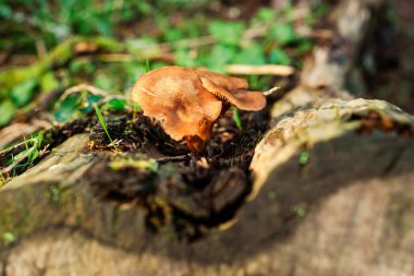 Ormanda bir ağaç gövdesinde büyüyen mantarlar.