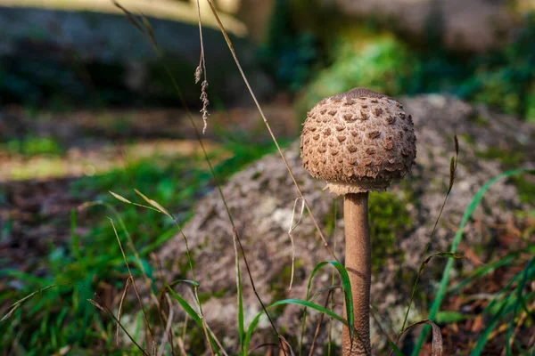 Champignon Dans Forêt — Photo