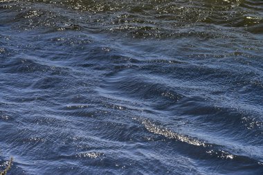 Sahildeki bitki örtüsüne inen serçe. Arka planda okyanus hafifçe bulanık. Doğal ve dinamik bir vahşi yaşam sahnesi editör ve doğa projeleri için mükemmel..