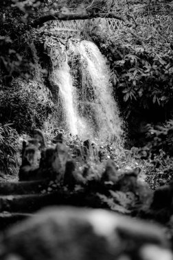 Ormanda akan bir şelalenin siyah ve beyaz görüntüsü. Dramatik ışıklandırma ve yumuşak hareket bulanıklığı sanatsal ya da editoryal kullanım için ideal barışçıl ve zamansız bir doğal sahne oluşturur..