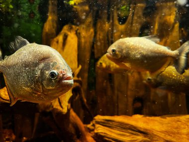 Piranha balığı akvaryum