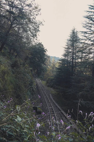 Railroad Forest — Stock Photo, Image