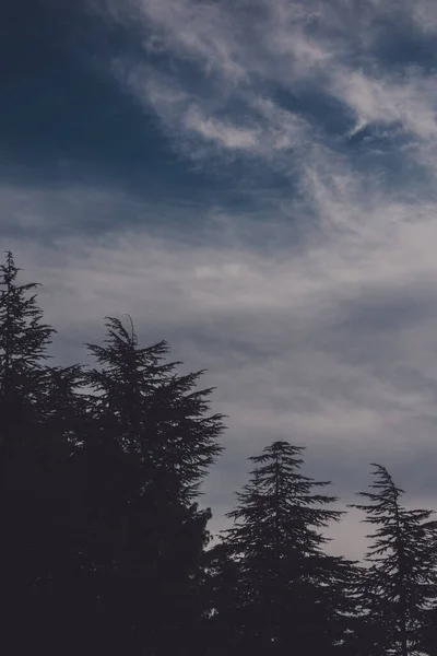 stock image Cypress Tree silhouette & Deep blue sky