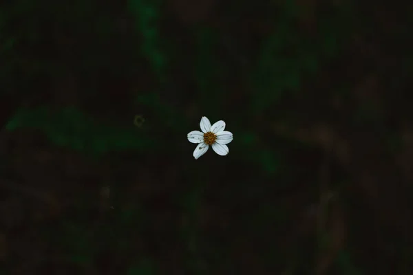 Mały Biały Kwiat Dziczy — Zdjęcie stockowe