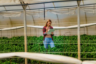 Biberli küçük bir seranın sahibi hava durumunu kontrol ediyor, ihtiyacı olan her şeyi görmek için tableti kullanıyor..