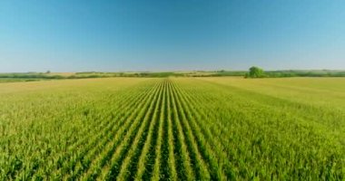 Sıra sıra mısırlar uzaklaşıyor. Kamera soldan sağa hareket eder. Satırlar düz..