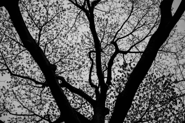 灰色の空に対する暗い枝 — ストック写真