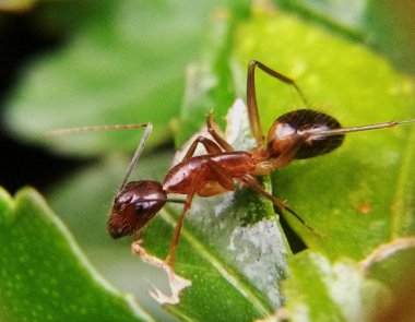 Yeşil yapraklı kırmızı karınca