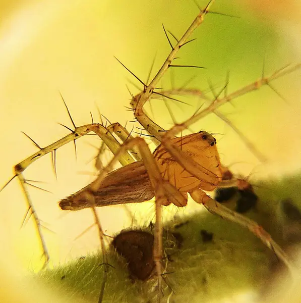 Yeşil yapraklı örümceğin makroları