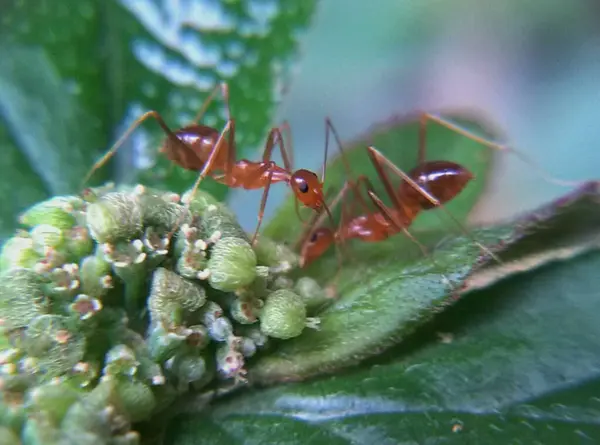 yaprak üzerinde kırmızı karınca