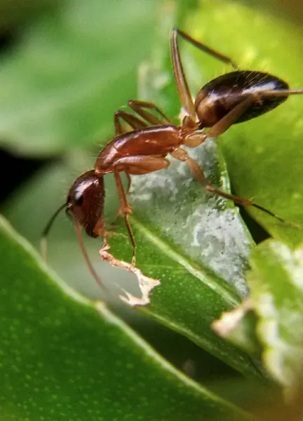 yaprak üzerinde kırmızı karınca