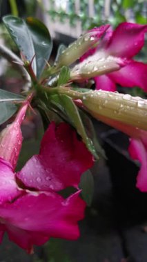 Çiçeğe Düşen Su