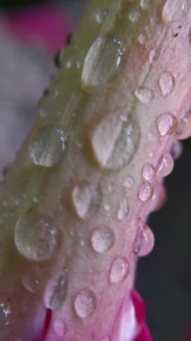 Su damlaları pembe bir çiçek sapına düşer.