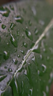 Yaprağın üzerine yağmur damlası