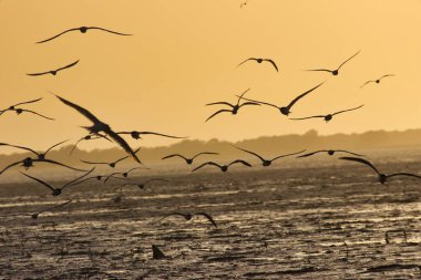 Kuş gün batımı uçan deniz. Yüksek kalite fotoğraf
