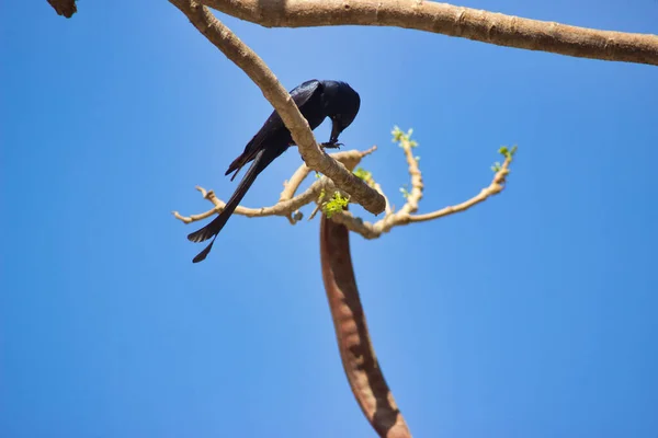 Zwarte Vogel Hoge Kwaliteit Foto — Stockfoto