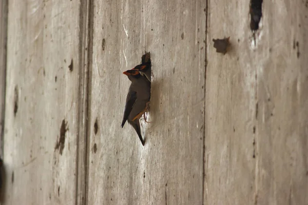 Une Silhouette Oiseau Assise Sur Mur Photo Haute Qualité — Photo